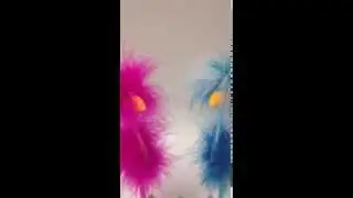 Beautiful birdy duet