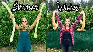 Trombone Courgettes - Grow These For WINTER and SUMMER Squash - ONE PLANT!