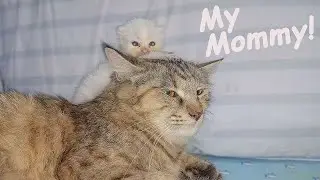 Маленький усыновлённый котёнок забирается на большую спасённую кошку ~ Спасение бедных котят