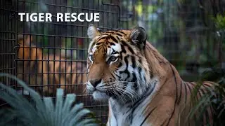 Trapped Tiger Mom finally meet Cubs | Rescuing Tiger from Poacher