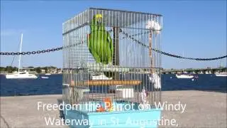 Freedom the Parrot on Windy Waterway in St  Augustine, Florida