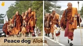 Aloka - That Walk For Peace || Buddhist Monk Dog Journey || 🌍&hearts;️