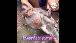 Terrible Catching baby Monkey Brush Teeth for BB