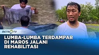 Lumba lumba Terdampar di Maros Jalani Rehabilitasi