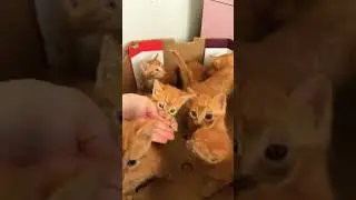 cute kitten #cat #kitten #ytshorts #shortvideo