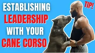 Establishing Leadership With Your Cane Corso