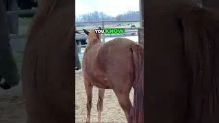 Horse Communication: Unlocking Their Signals