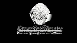 Opening Ace Discus