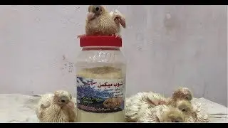 طريقة تاكيل الزغاليل الصغيره وتعتنى بها لو تركتها امها مع علي المنسي!!