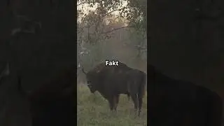 Wisent &ndash; das Comeback des Ur-Riesen! 🦬