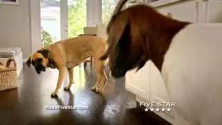 Cinco The Dog vs. Five Star&reg; Flex