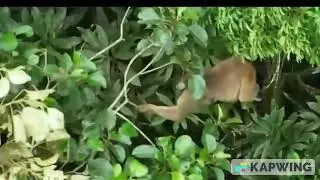 Muriqui do sul no Parque Cunhambebe, na Costa Verde Fluminense