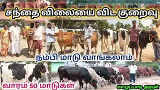 குறைந்த விலையில் தரமான HF&ஜெர்சிமாடுகள் விற்பனைக்கு | மாட்டுப்பண்ணைக்கு ஏற்ற மாடுகள் |kalnadaitholan