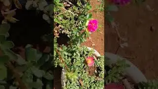 Moss rose| 10 O' clock plant| Portulaca| Table rose plant