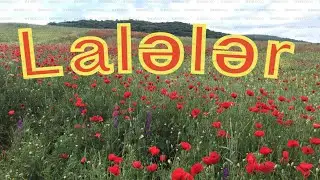 Laləli yaylaqlar. Goranboy