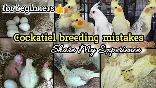 Cockatiel வளர்ப்பில் நான் செய்த தவறு/Cockatiel breeding mistakes/avoid this Mistakes👍