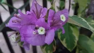 4K Beautiful Flower #009 | Free Footage Stock | Free HD Videos - No Copyright No Watermark