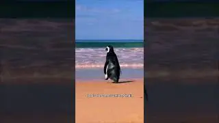 Dindin o pinguim amigo do pescador voltou ao Brasil a hist&oacute;ria vai virar um filme