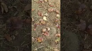 NApaka daming bunga ng dates tree #datestree #dates #tree #saudiarabia #ofwinsaudi #ofw #middleeast
