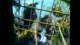 Meet the Feebles - Vietnam memories (VOSTFR)
