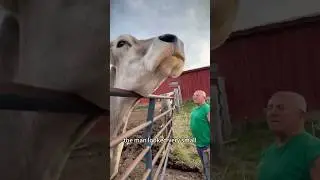 Surprisingly little cow#healing #rescue #animalshorts #shortvideo #shorts