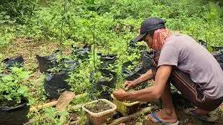 Homesteading Tip: Maintaining Healthy Young Peppers _FarmersLife _Shorts
