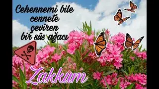 Zakkum - Nerium oleander