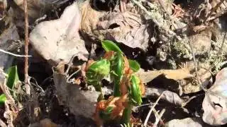 Picking Fiddleheads ....Edible Plants in the Cottonwood Forest  #fiddleheads #picking #foraging