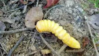 Big Surprise while digging civil war bullets