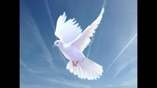 A Holy Calling