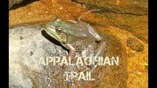 Almost KILLED by Bear on Appalachian Trail (Viggo Bauman)