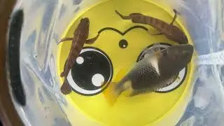 Chocolate Hind and Orange-dotted Tuskfish
