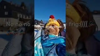 Acest cățel nu rezistă nici măcar 20 minute la zăpadă::)))))