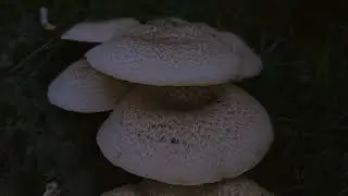 Lentinus tigrinus is a mushroom in the Polyporaceae Family.