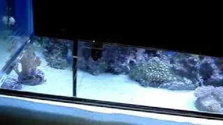 CPR AquaFuge HOB Refugium Review Part 1
