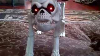 Large Former Deathrow Dogs meet Deathrow Skeleton Dog