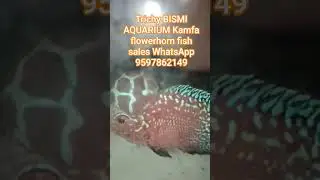 Trichy BISMI AQUARIUM Kamfa flowerhorn fish sales WhatsApp number 9597862149