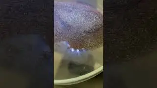 Tostaci&oacute;n de pirita para lixiviar oro