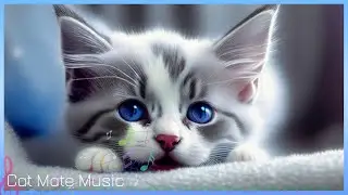Comfortable music for a cat left alone at home, Cat Purring Sounds