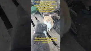 НАС107=106хвостиков  +1человек!