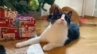 Another year of cozy Swedish Christmas with my cats | Oppa the Orange Cat