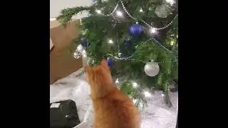 Cat boxing Christmas tree