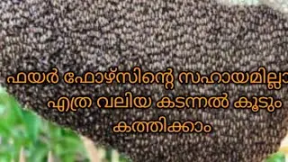 Fire force does not burn wasp nest, an experience #kerala fire force #wasp #hornet