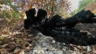 Wild fire  destroyed my jungle. An asian in european jungle. video no. 31.