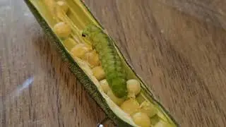 毛毛蛹蛹蛾蛾 #完全變態 #昆蟲 #菜蟲 #蛹 #飛蛾