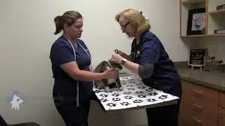 Amanda Oden, DVM, Fear Free Certified
