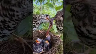 Review bird in nests #birds #birdmaster #birdhomes #birdingparadise #birdhouses #nature #Ep2051