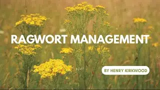 Ragwort Management on Bannerdown Common