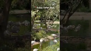 Flamingo elegance in the middle of the dessert. #ytshorts #dubai #dubai #dubaisafaripark  #flamingo