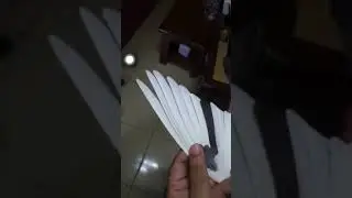 kabutar ka par ke pehchan ustad baba Sikander